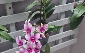 Cantinho das Orquídeas!